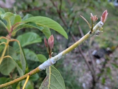 (July 5, 2024) Graft success -- The first outdoor graft of this variety has apparently succeeded 