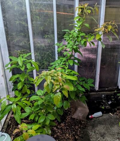 (July 15, 2024) Update -- Both grafts doing well this year.