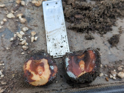 (July 17, 2024) Dead -- Never actually germinated, and the seed has mostly rotted. Into the compost.