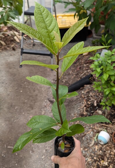 (July 22, 2024) Pre-grafting photo -- About to graft it with Miranda.