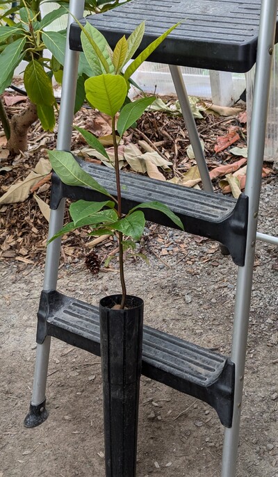 (July 22, 2024) Pre-grafting photo -- About to graft it with Miranda. This is an extremely vigorous seedling.
