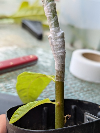 (July 27, 2024) Update -- I just grafted this with Miranda Emerald Giant, and potted it up. Here's mid-grafting, other photos will be added after this update.