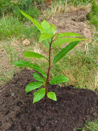 (July 28, 2024) Planted out -- And distributed.