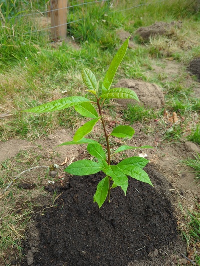(July 28, 2024) Planted out -- And distributed.