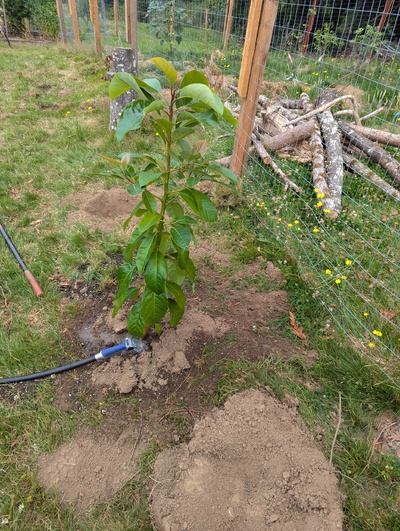 (July 28, 2024) Planted out  -- And distributed