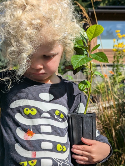 (August 18, 2024) Planted  -- Ursula selected this tree for planting.