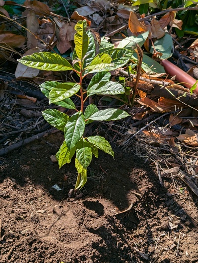 (August 29, 2024) Distributed -- And planted.