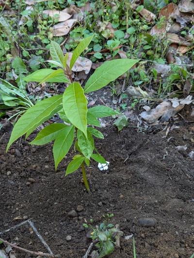 (August 29, 2024) Distributed -- And planted