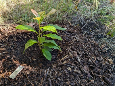(August 30, 2024) Update -- In the ground!