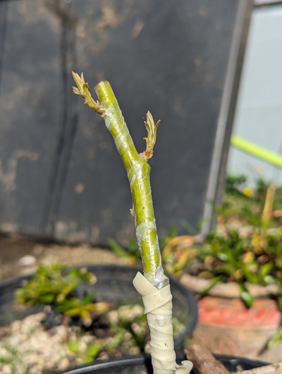 (August 31, 2024) Update -- Graft appears to have taken.