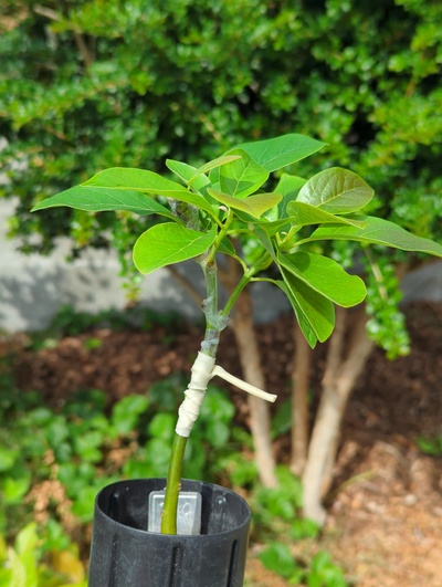 (September 2, 2024) Update -- Looking healthy, ready to pot this one up 