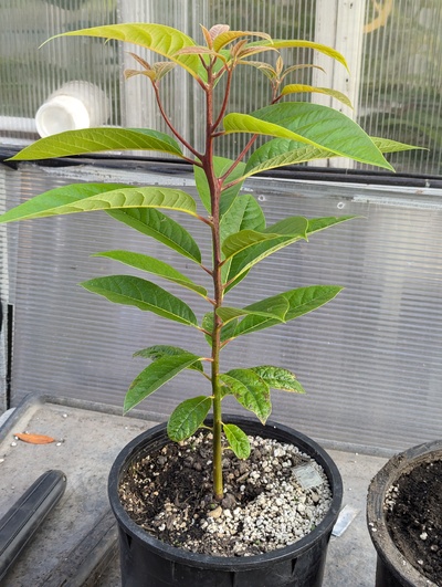 (September 6, 2024) Update -- After being the first to sprout, now it's the first of its generation to start branching.