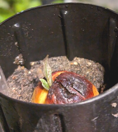 (September 6, 2024) Update -- The very last seed to sprout from this generation.