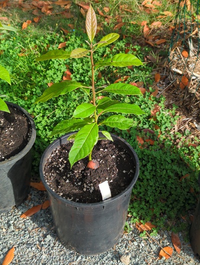 (September 10, 2024) Update -- Potted up