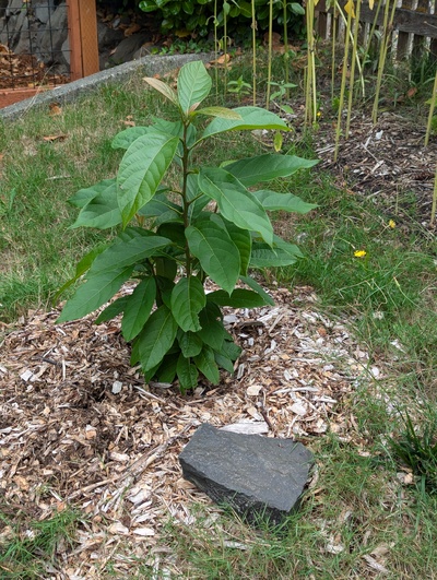 (September 10, 2024) Update -- Still looking great... might be at its largest size yet despite winter dieback.