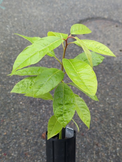 (September 15, 2024) Tree assigned -- ...and distributed.