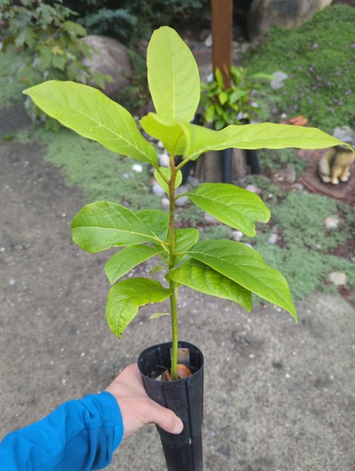 (September 15, 2024) Tree assigned -- ...and distributed.