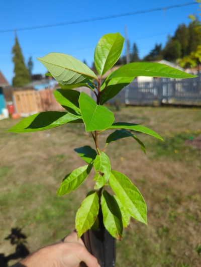 (September 15, 2024) Tree assigned -- ...and distributed.