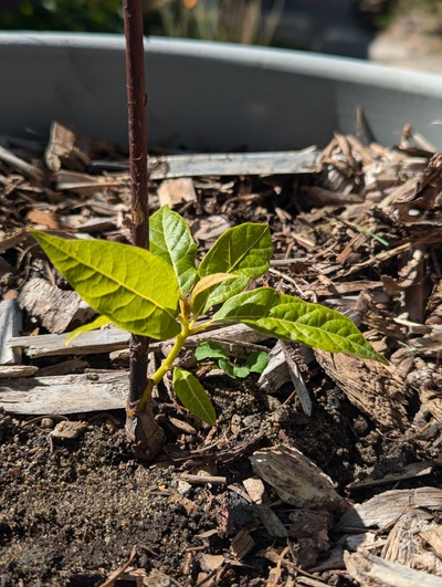 (September 16, 2024) Update -- Still alive, but has hardly grown all season.