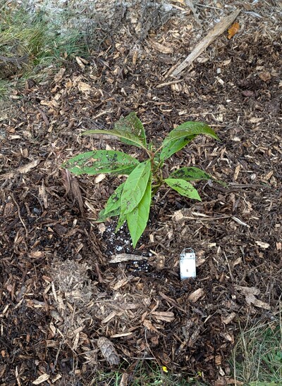 (September 22, 2024) First in ground report -- Planted in well