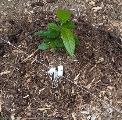 (September 22, 2024) First in ground report -- Planted out well.