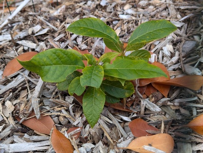 (September 23, 2024) Update -- Much like last year, very feeble growth this summer.