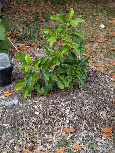 (September 23, 2024) Update -- Only the graft has grown this year, but seems to be doing well.