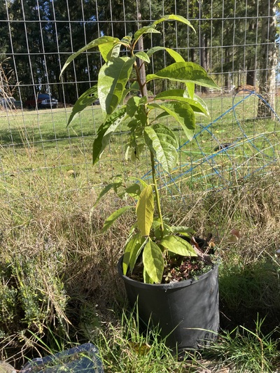 (October 25, 2024) Autumnal Update -- Looks pretty good, grew well over the summer.