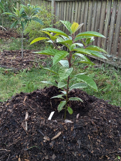 (November 5, 2024) Update -- I forgot to post an update when this one went in the ground a couple months ago.