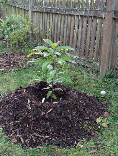 (November 5, 2024) Tree assigned -- ...and distributed.