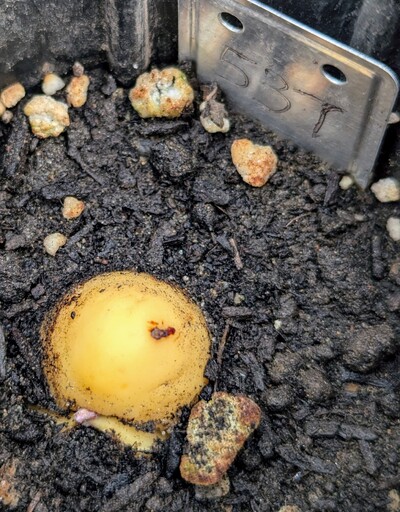 (November 8, 2024) Sprouted -- This is the first seedling to sprout a leaf out of all of those germinating this fall!