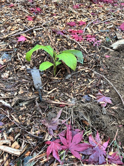 (November 18, 2024) Planted 11/18 -- In ground 11/18. 
