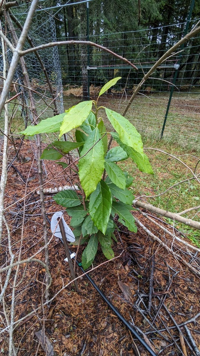 (November 19, 2024) Fall update, Nov 18 2024 -- Put on some nice new growth, as you can see in the photo
