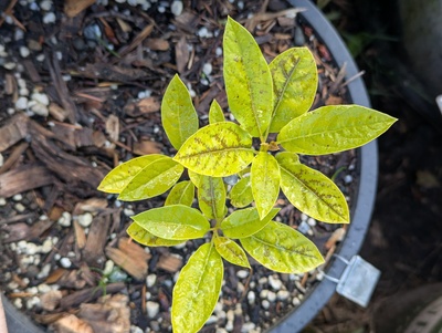(December 2, 2024) Frost damage -- Looks like the leaves had noticeable frost damage from the barely freezing temperatures of the last couple days (between -1°C and 0°C).
