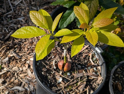 (December 2, 2024) Update -- No sign of frost damage on leaves after two mildly freezing nights (less than 1°C below zero).