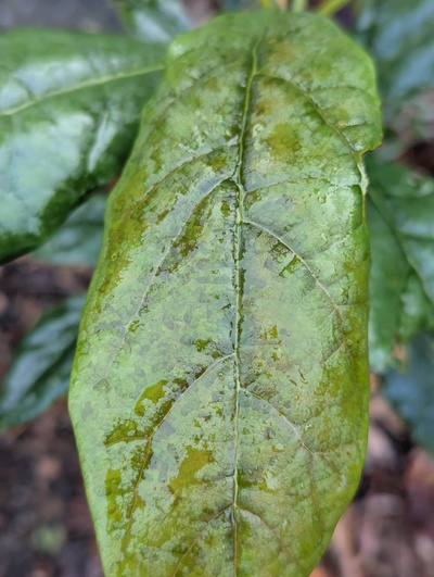 (December 2, 2024) Update -- Shows frost damage from a couple nights with lows between 0°C and -1°C.