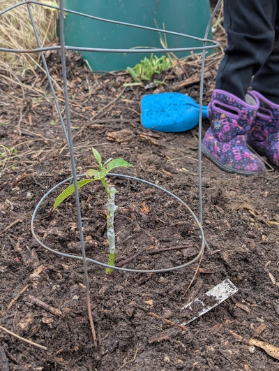 (December 8, 2024) Planted out -- Ursula decided she really wanted to plant an avocado tree here, so this is the one we went with.