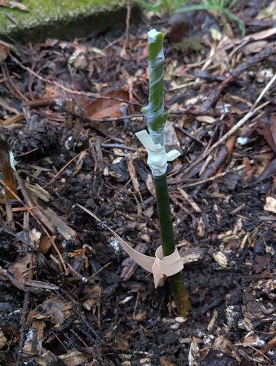 (January 5, 2025) Grafted -- Just grafted with Poncho.