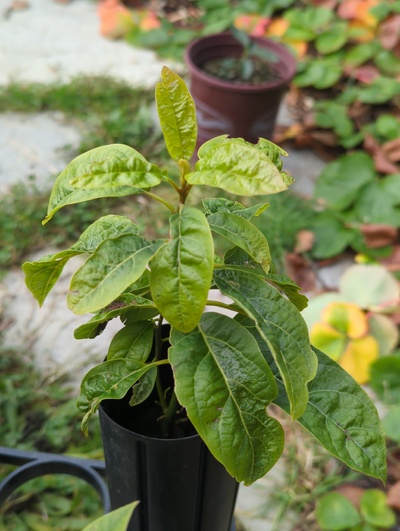 (January 9, 2025) Update -- Leaves have looked ragged all year, but no sign of frost damage from mild freezes earlier this winter.