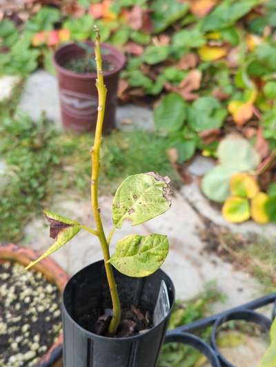 (January 9, 2025) Update -- Has largely defoliated and looks pretty sad. 