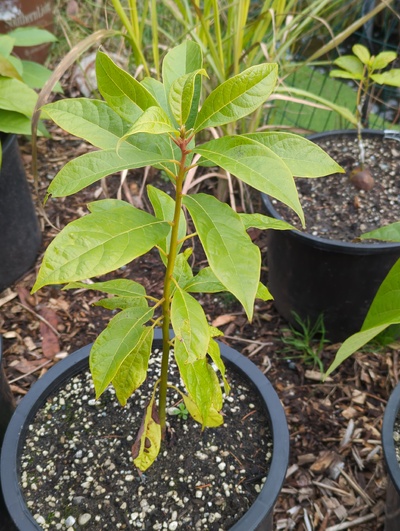(January 9, 2025) Update -- Little to no freeze damage so far, and the hint of a new flush starting.