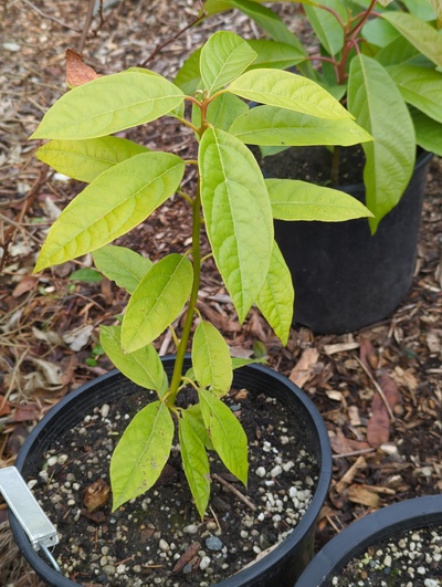 (January 9, 2025) Update -- No signs of freeze damage, but has become very pale over the winter.