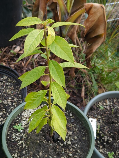 (January 9, 2025) Update -- No freeze damage, but leaves look pale.