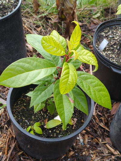 (January 9, 2025) Update -- The graft ended up failing, but the rootstock regrew nicely and shows little or no freeze damage so far this winter.