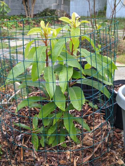 (January 17, 2025) Pre-freeze update -- Looking very happy and actively growing.