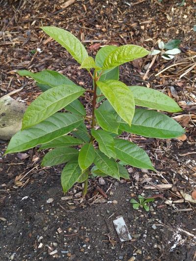 (January 17, 2025) Pre-freeze update -- Has grown nicely, shows only slight freckling on leaves from mild freezes earlier in the winter.