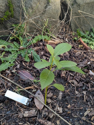 (January 17, 2025) Pre-freeze update -- Looks pretty good so far.