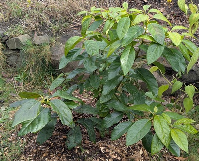 (January 17, 2025) Pre-freeze update -- The Jade graft and rootstock branch both have shown only minor cosmetic freckling from the mild freezes earlier this winter. 