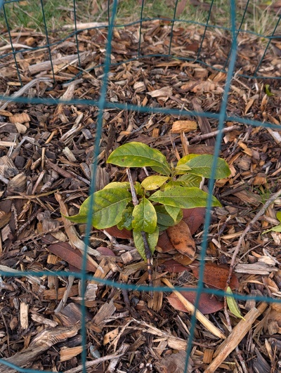 (January 17, 2025) Pre-freeze update -- Still clings to life somehow.