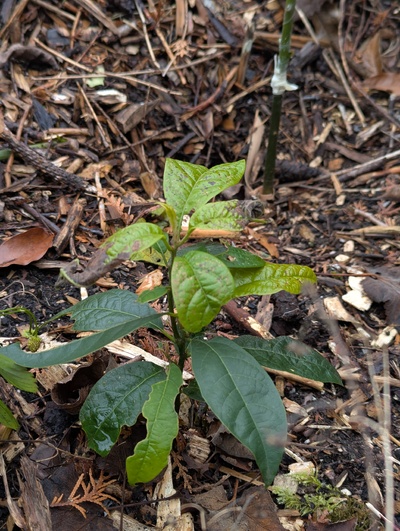(January 18, 2025) Pre-freeze update -- Grew slowly last season and looking a little beat up, but nothing too bad.